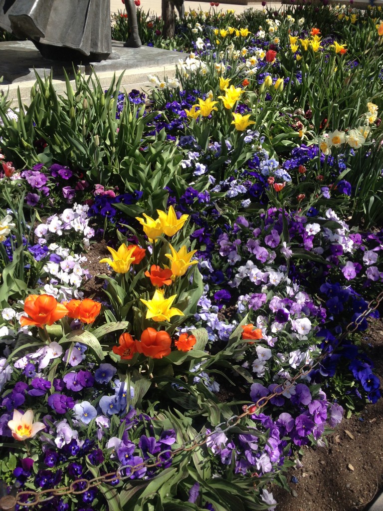 temple square tulips