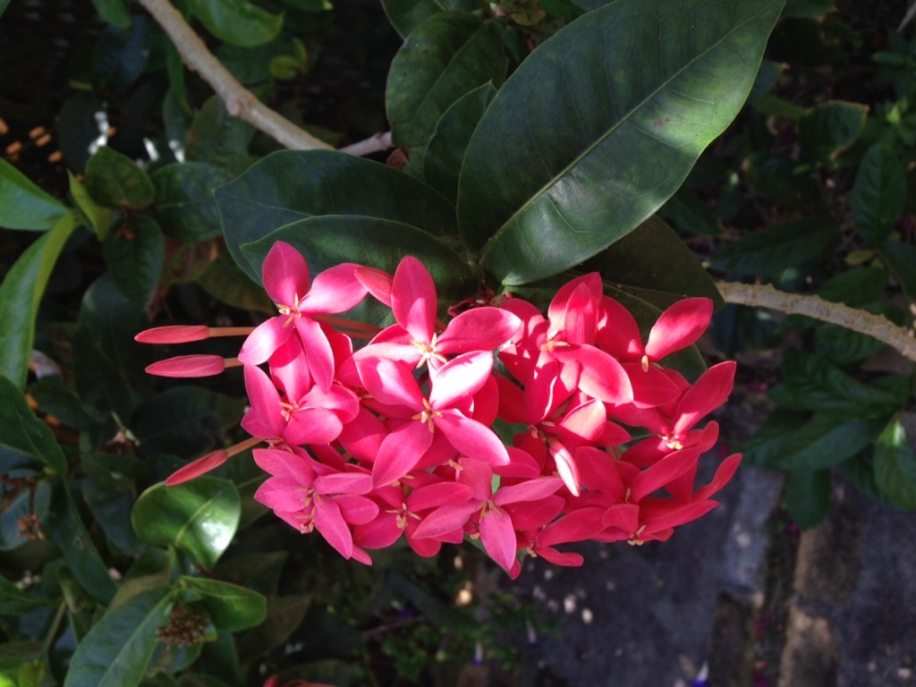 Jamaica flower 3