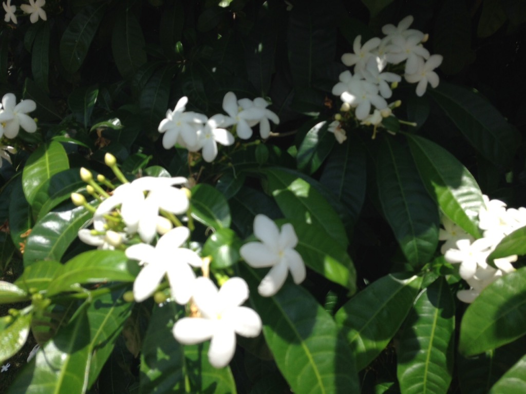 Jamaica flower 2
