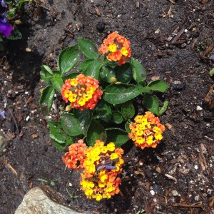 lantana